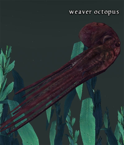 Picture of Weaver Octopus