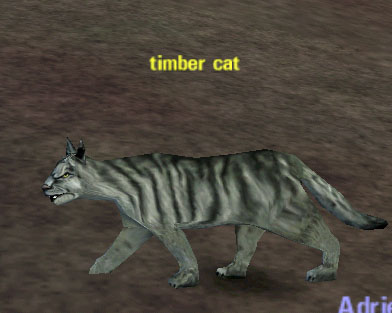 Picture of Timber Cat