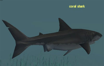 Picture of Coral Shark