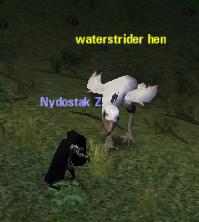 Picture of Waterstrider Hen