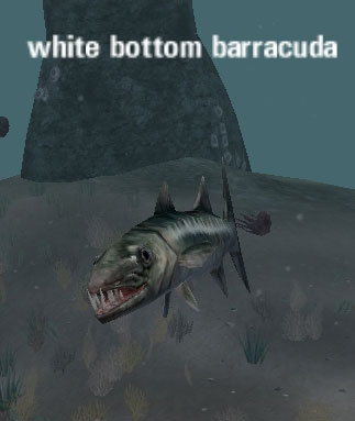 Picture of White Bottom Barracuda