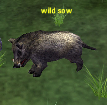 Picture of Wild Sow