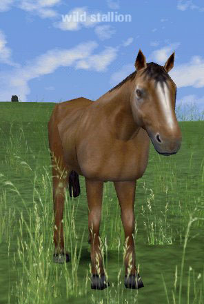 Picture of Wild Stallion