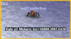 Picture of Wolf Spiderling