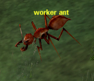 Picture of Worker Ant