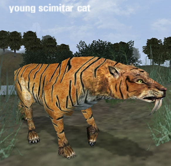 Picture of Young Scimitar Cat