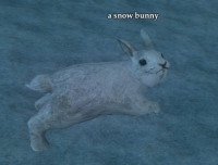 An elusive snow bunny